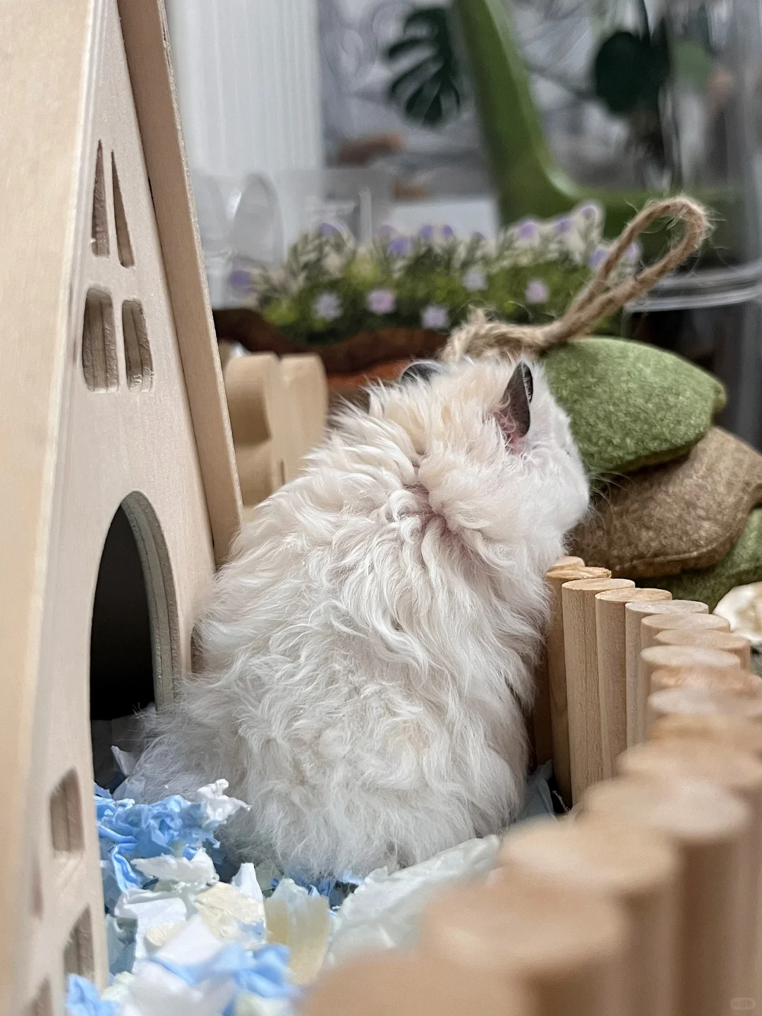 你也养了这东西吧 | 金丝熊写真集