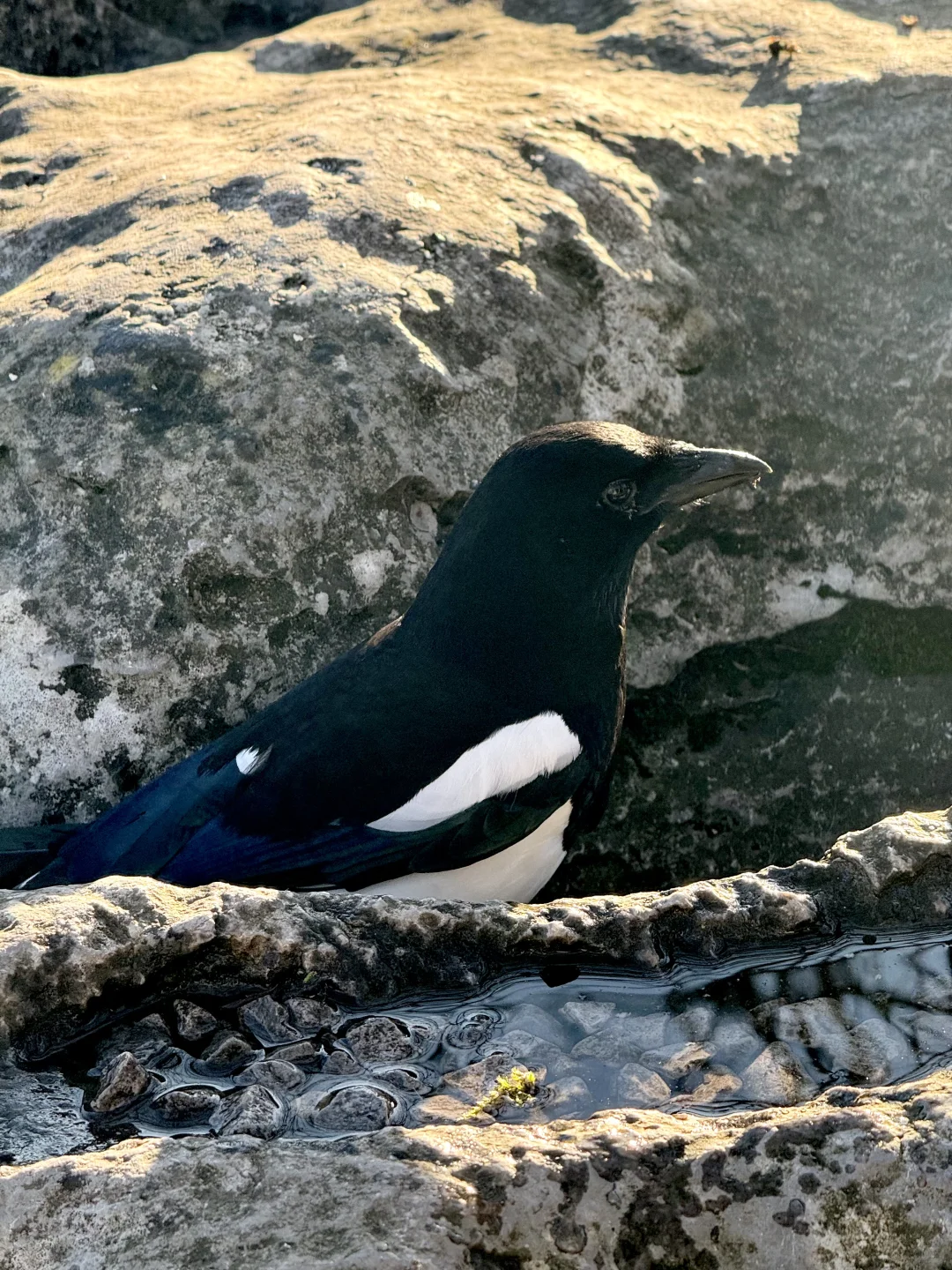 喜鹊信任我的后果是