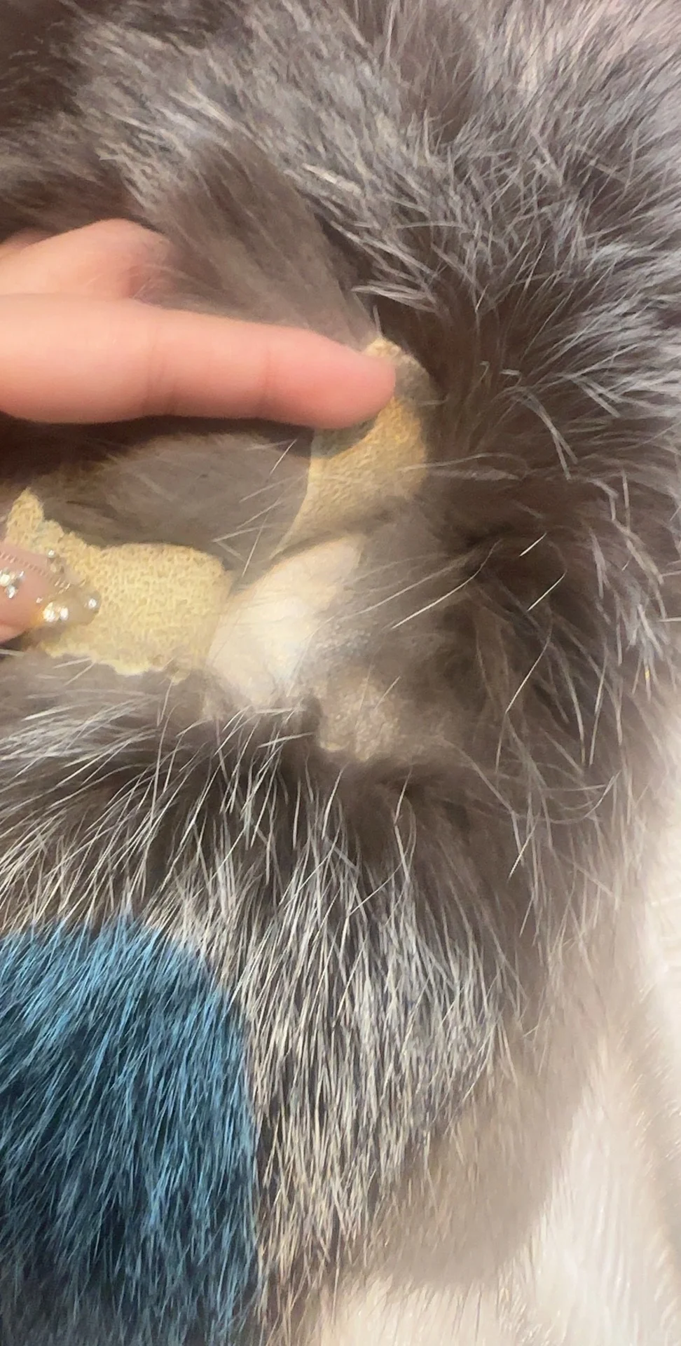 辛巴辛选售卖的貂皮质量差 用的老旧拼皮