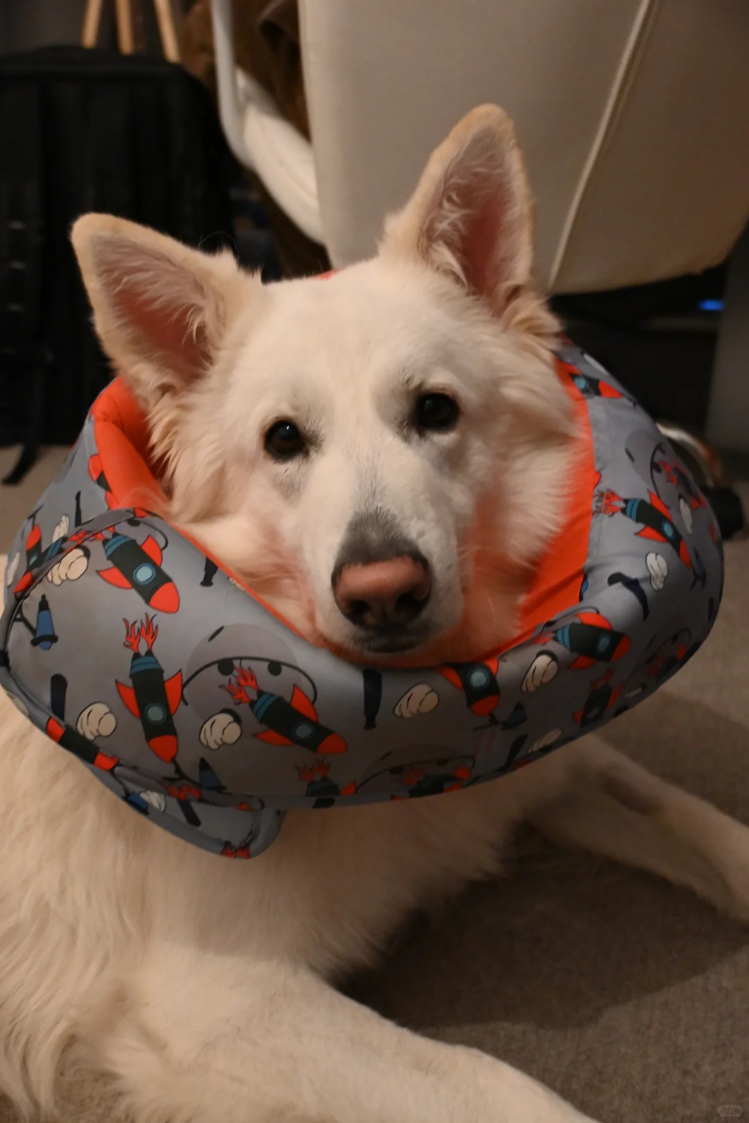 🇬🇧动物园写真集