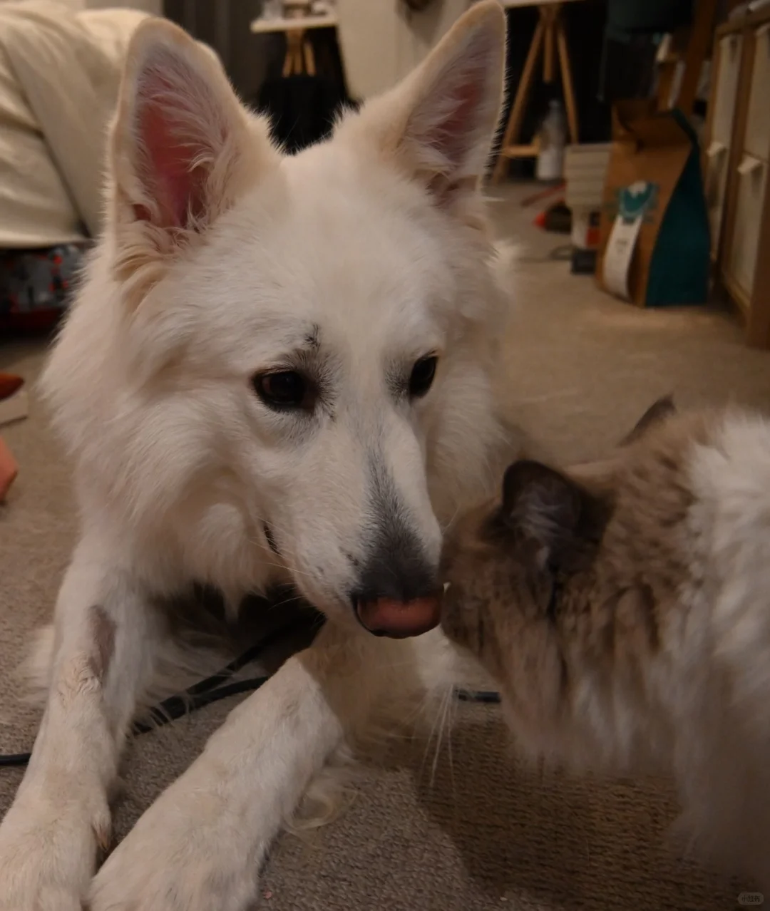 🇬🇧动物园写真集