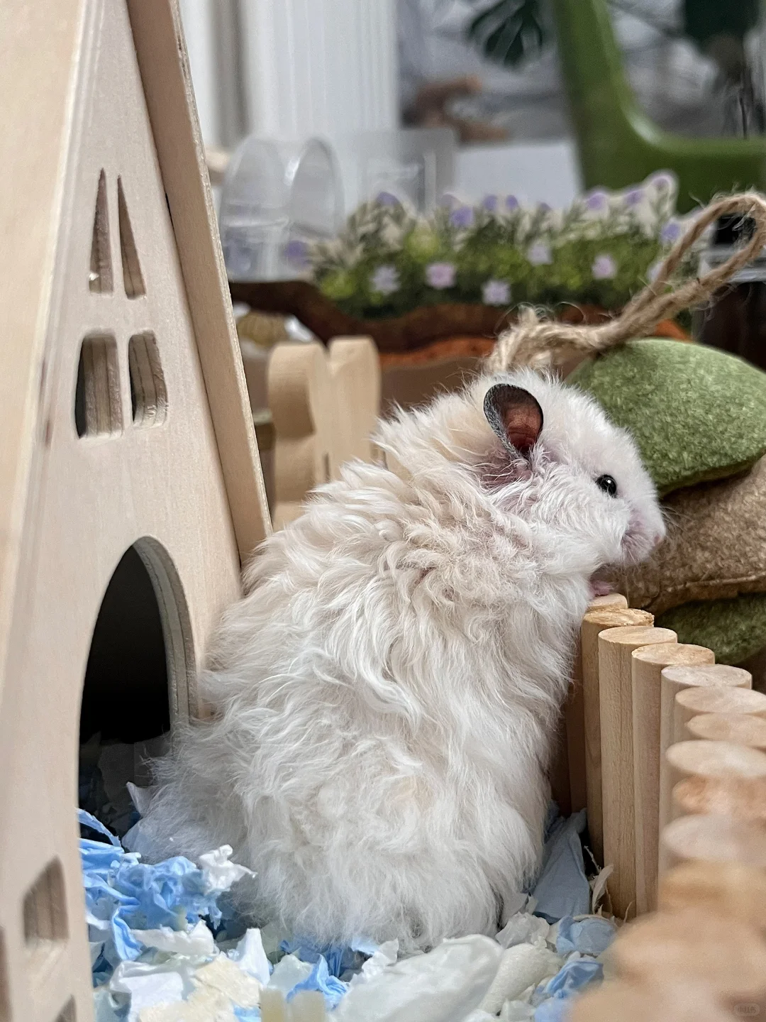 你也养了这东西吧 | 金丝熊写真集