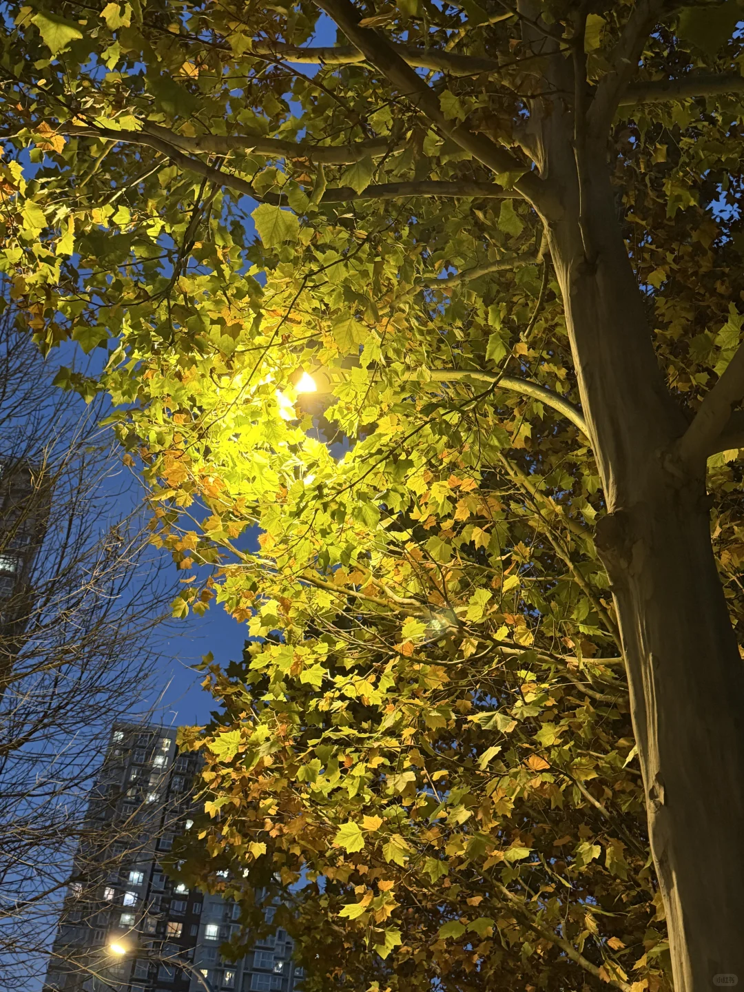 纪念每一个死去又鲜活的夏天