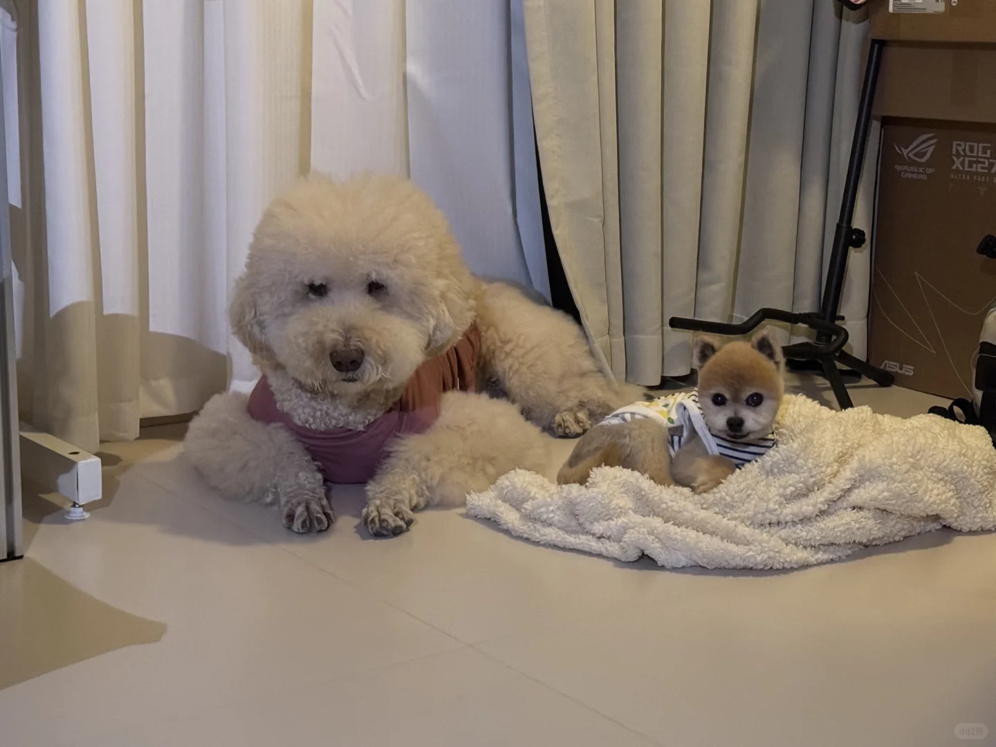 成都寄养 | 最萌海拔差🐾