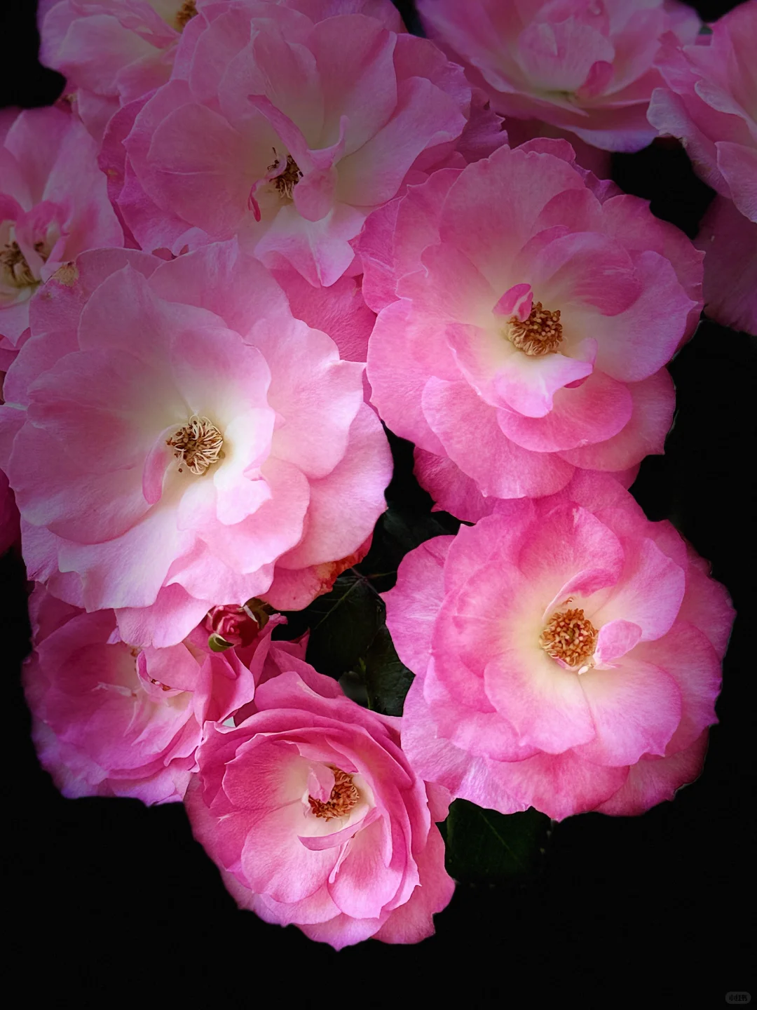 元春｜娇艳欲滴、艳冶无双的大头美人