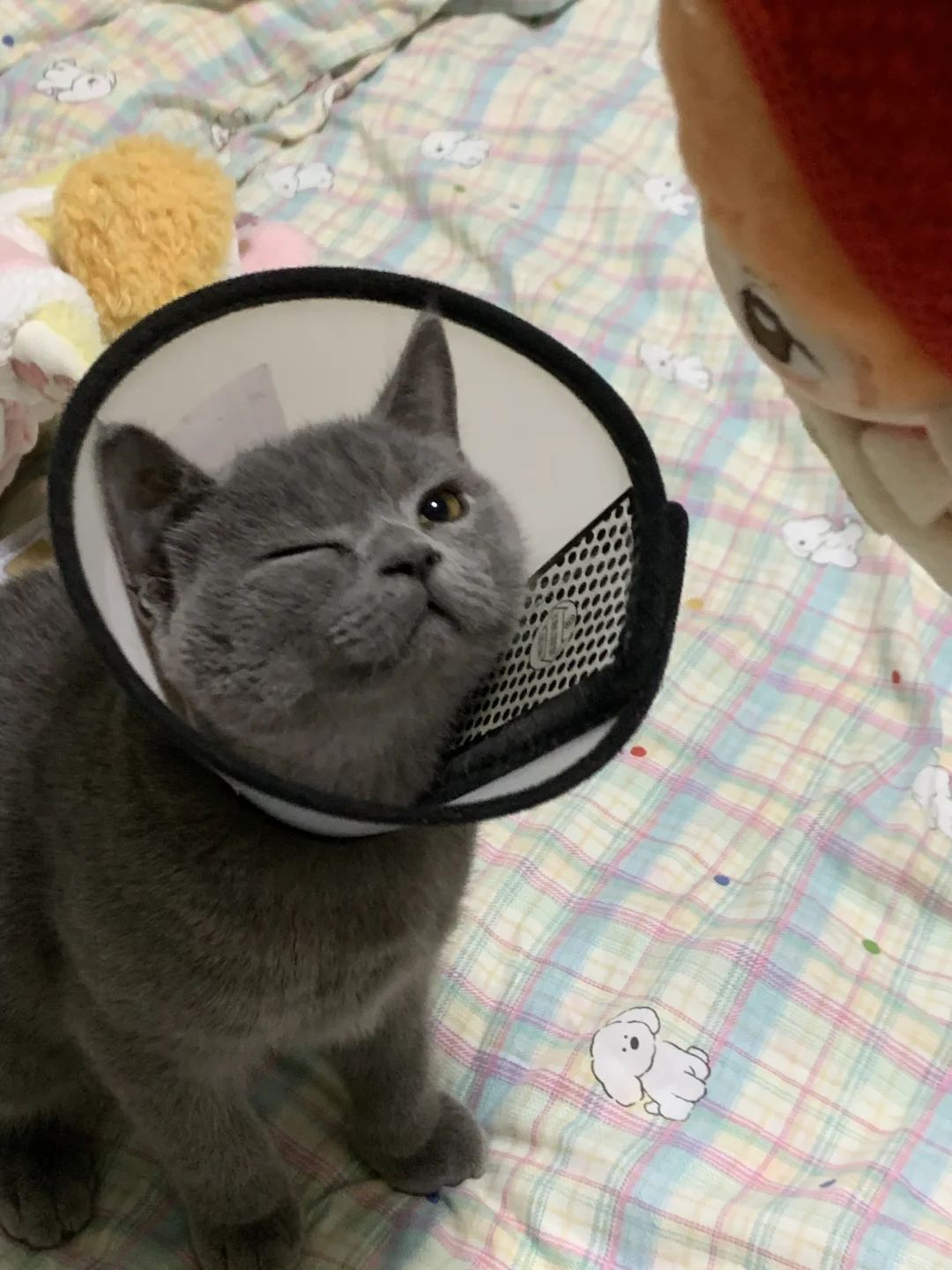 猫子 你也很喜欢我们勋柑吧