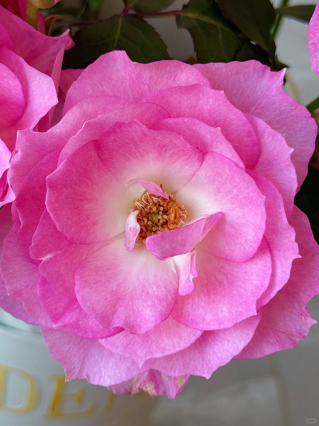 元春｜娇艳欲滴、艳冶无双的大头美人