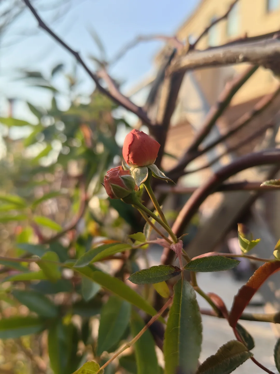 冬日还要数朕的橙妃最娇艳