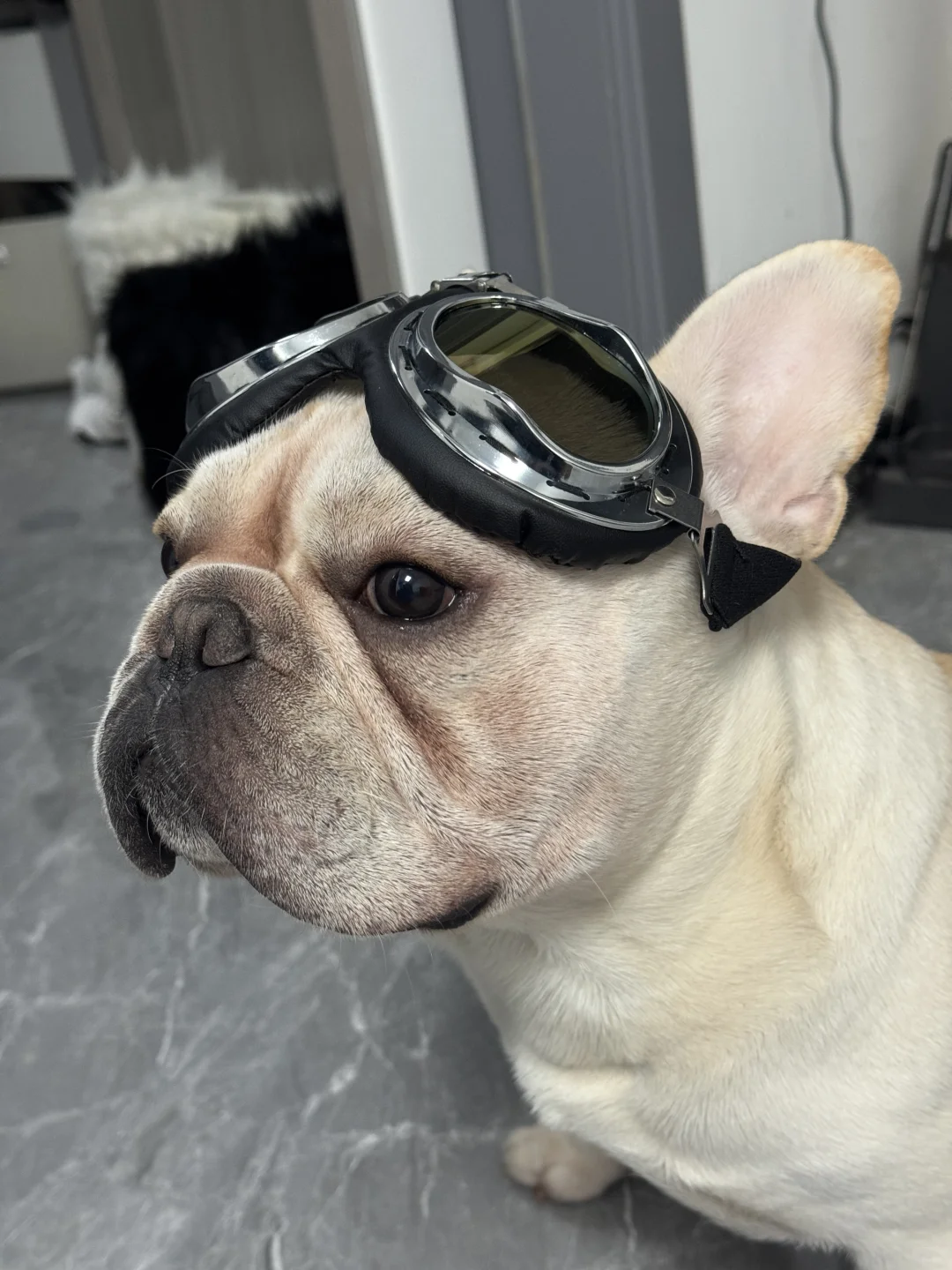 本斗出门撩妹了