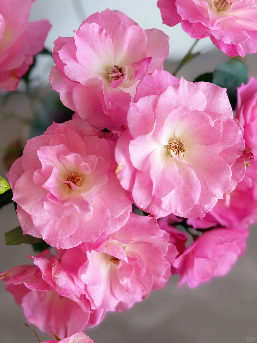 元春｜娇艳欲滴、艳冶无双的大头美人