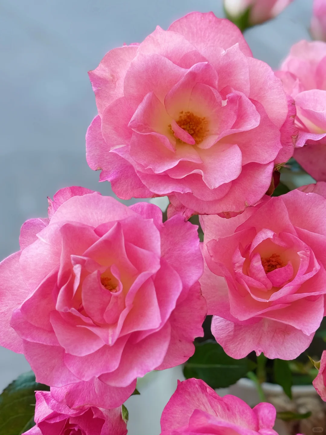 元春｜娇艳欲滴、艳冶无双的大头美人