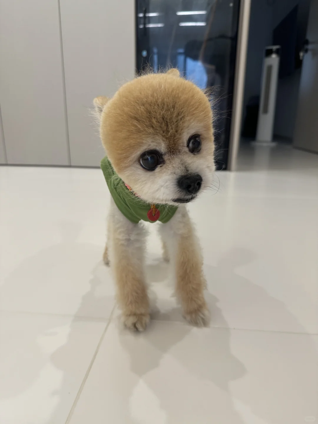 成都寄养 | 最萌海拔差🐾