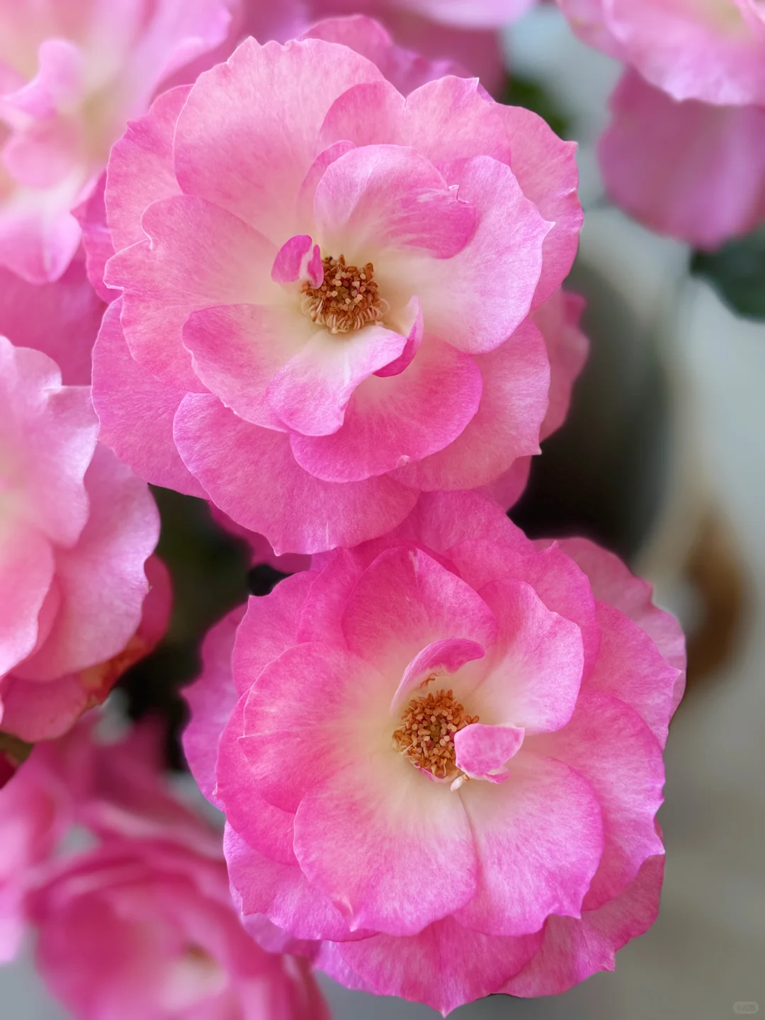 元春｜娇艳欲滴、艳冶无双的大头美人