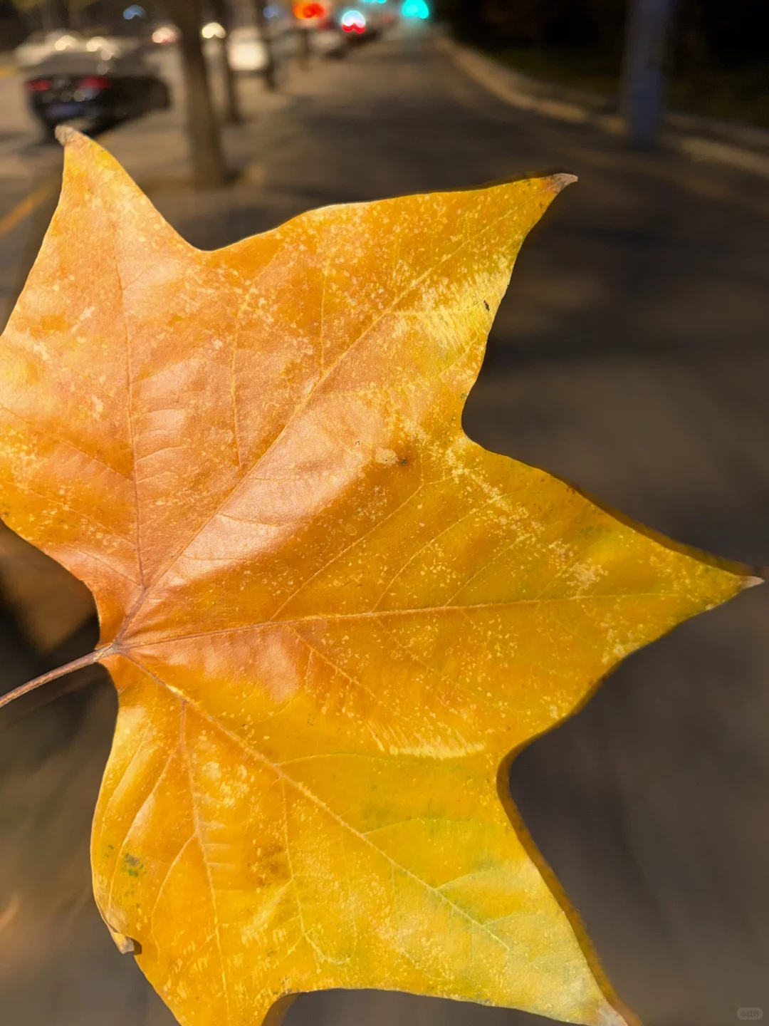 纪念每一个死去又鲜活的夏天