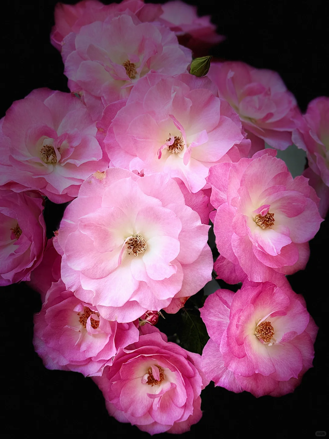 元春｜娇艳欲滴、艳冶无双的大头美人