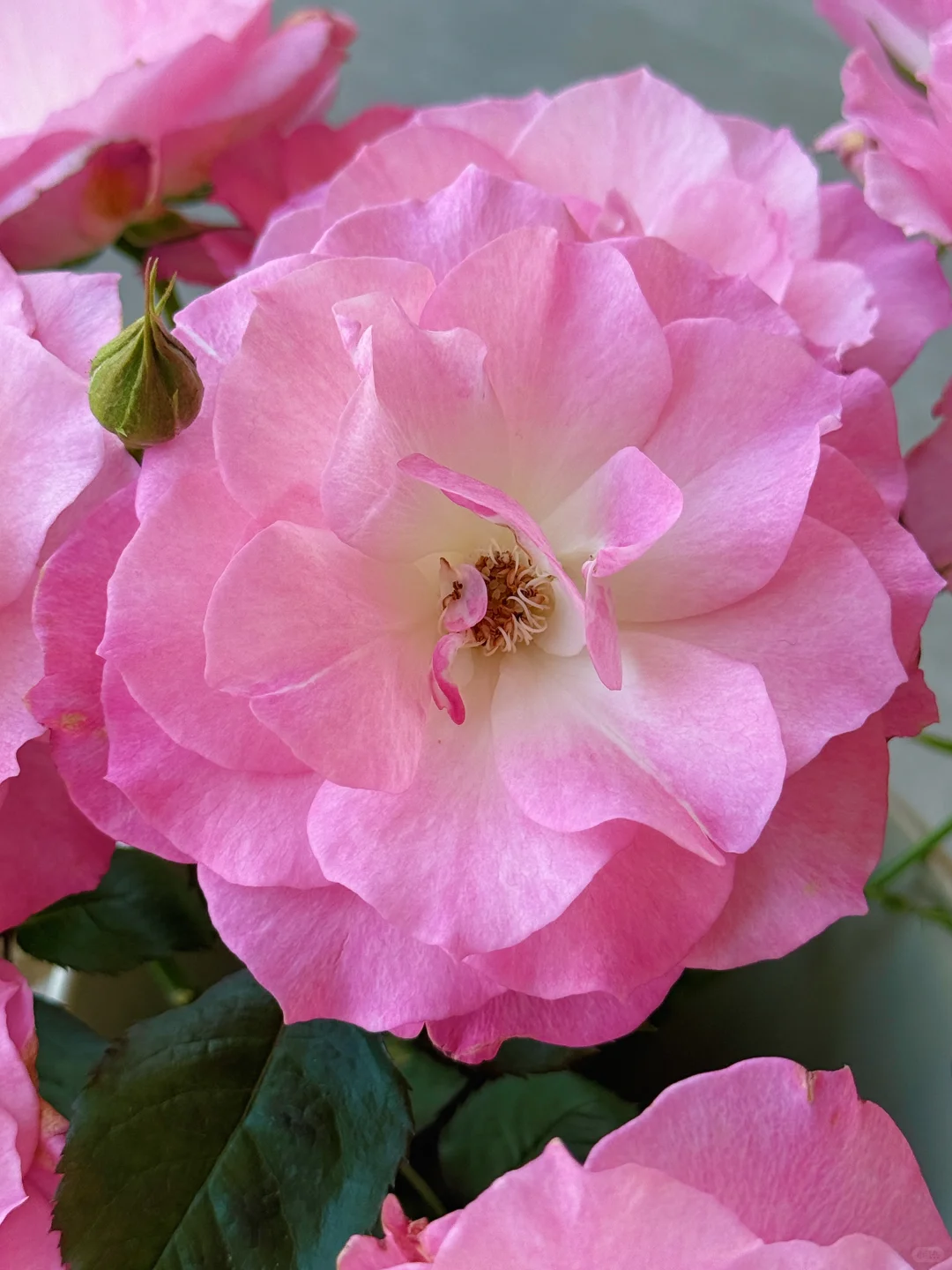 元春｜娇艳欲滴、艳冶无双的大头美人