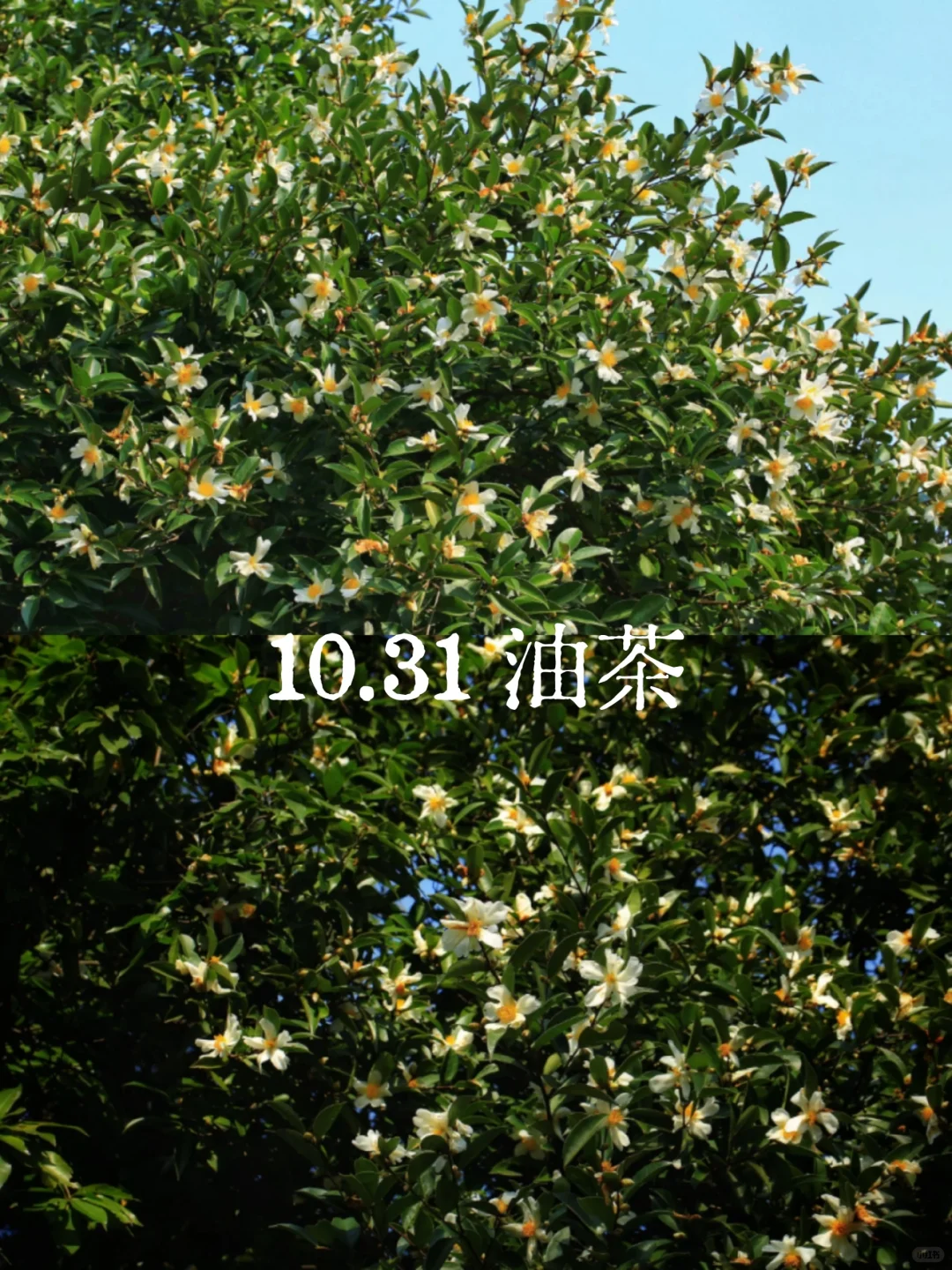 明媚娇艳的白色油茶花