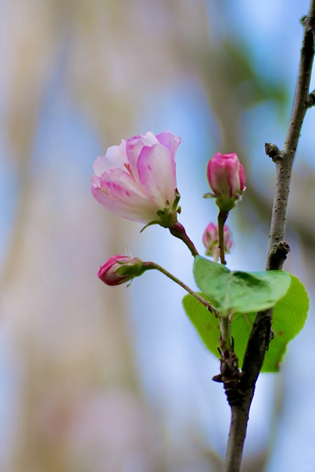 西府海棠｜属于冬日的娇艳