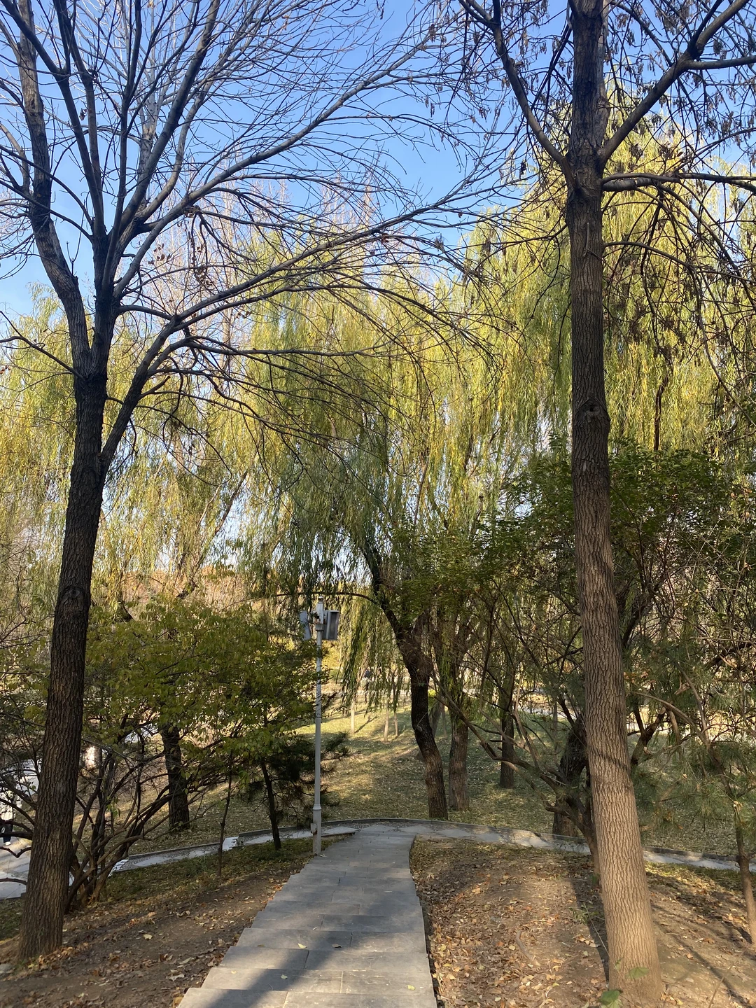 现在立刻马上在裕西公园找一个拍照📷搭子