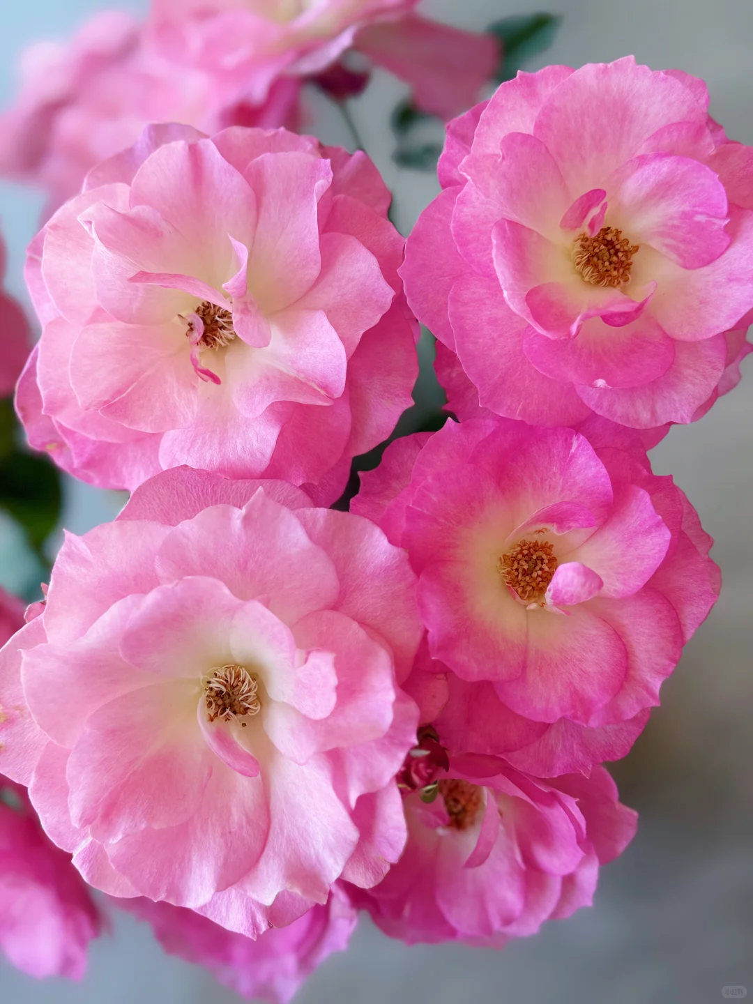 元春｜娇艳欲滴、艳冶无双的大头美人