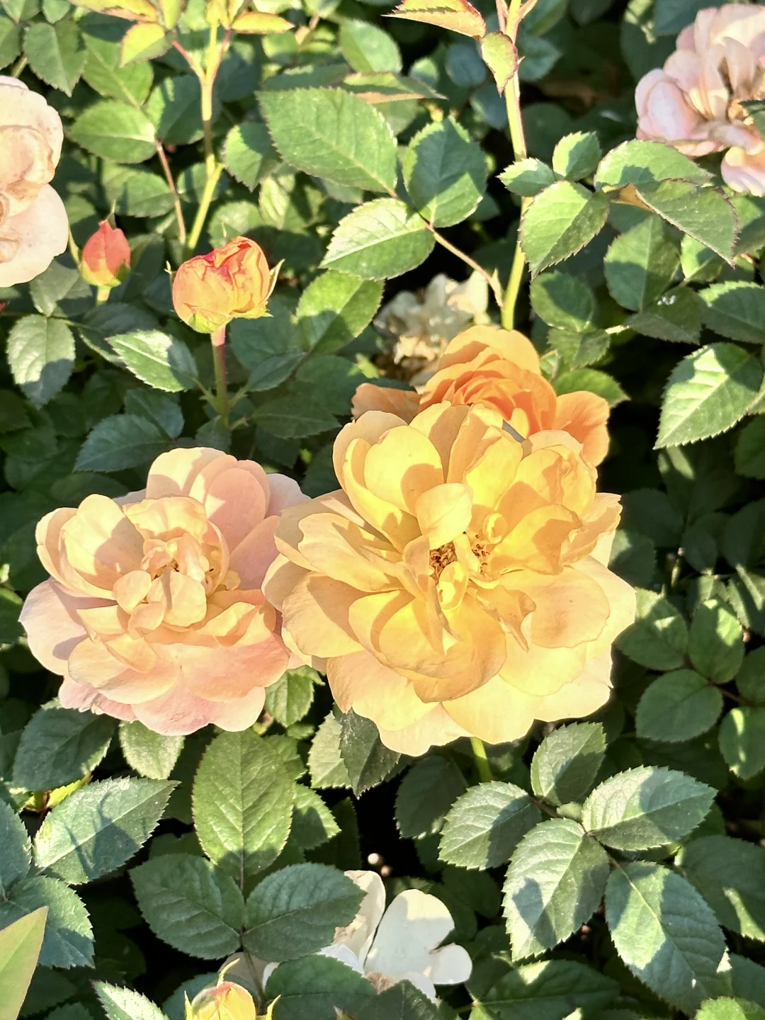 羡慕花开的娇艳，却达不到这个高度