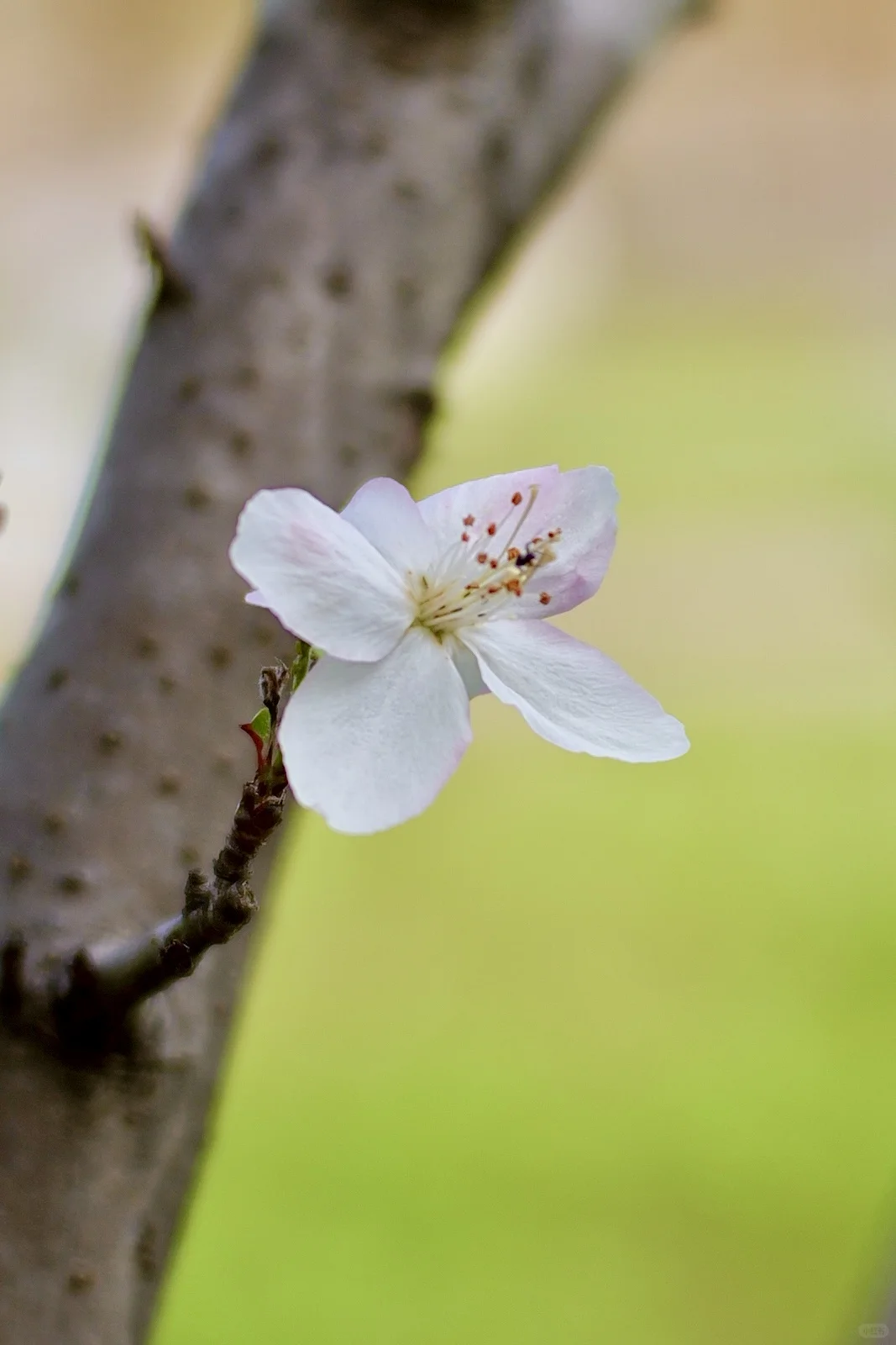 西府海棠｜属于冬日的娇艳
