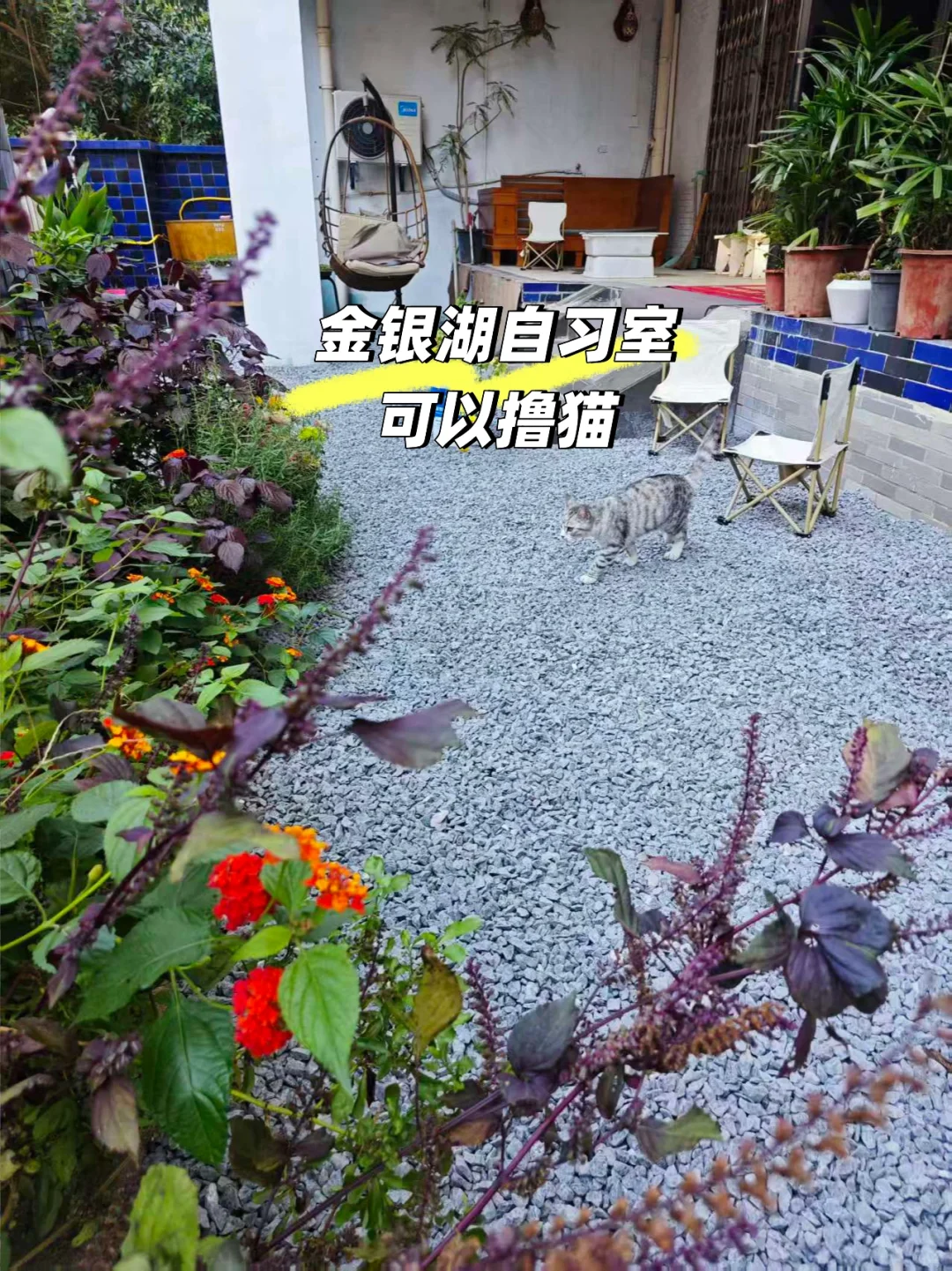 武汉金银湖自习室带院子撸猫读书🉑太爽了