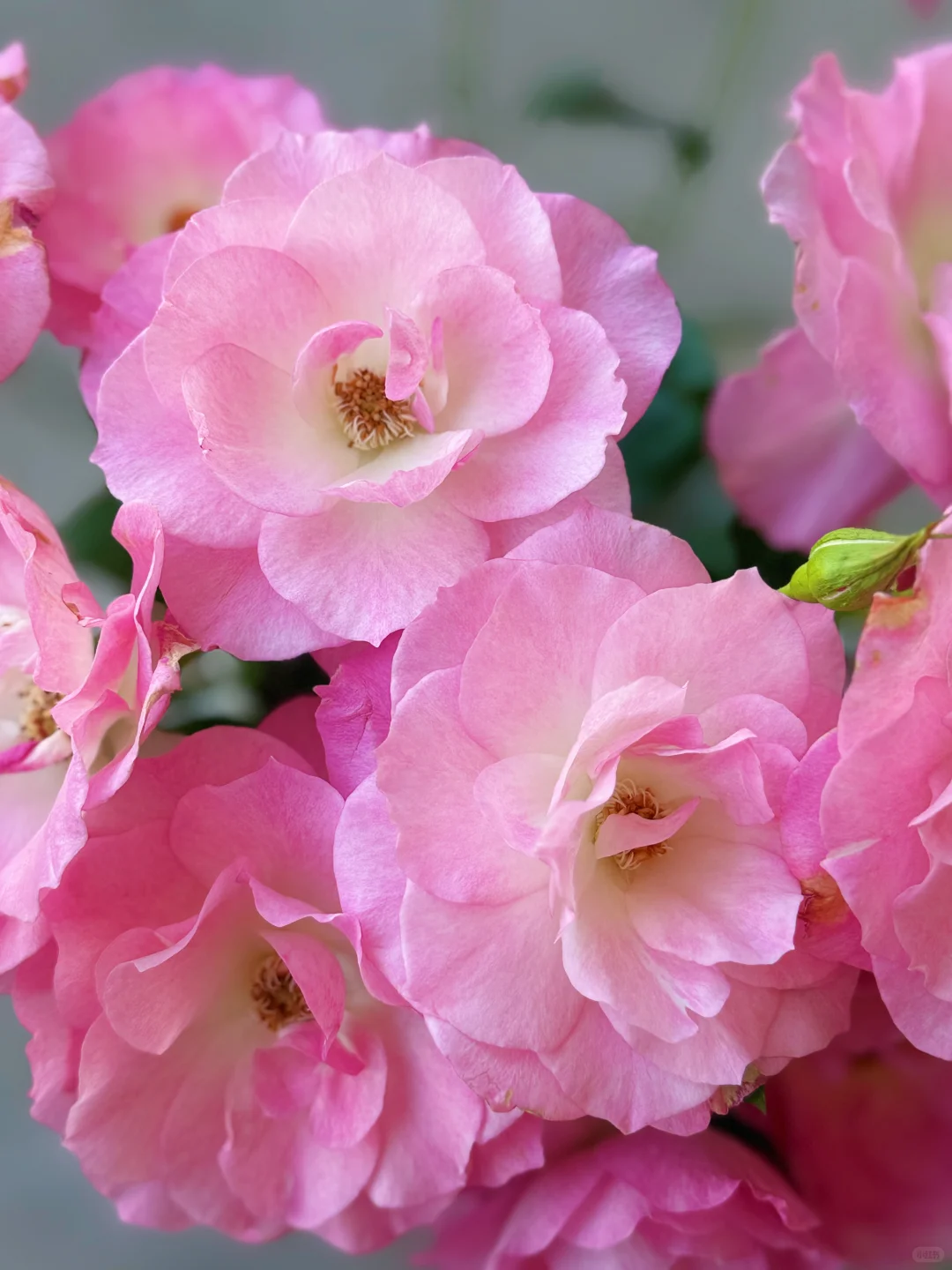 元春｜娇艳欲滴、艳冶无双的大头美人