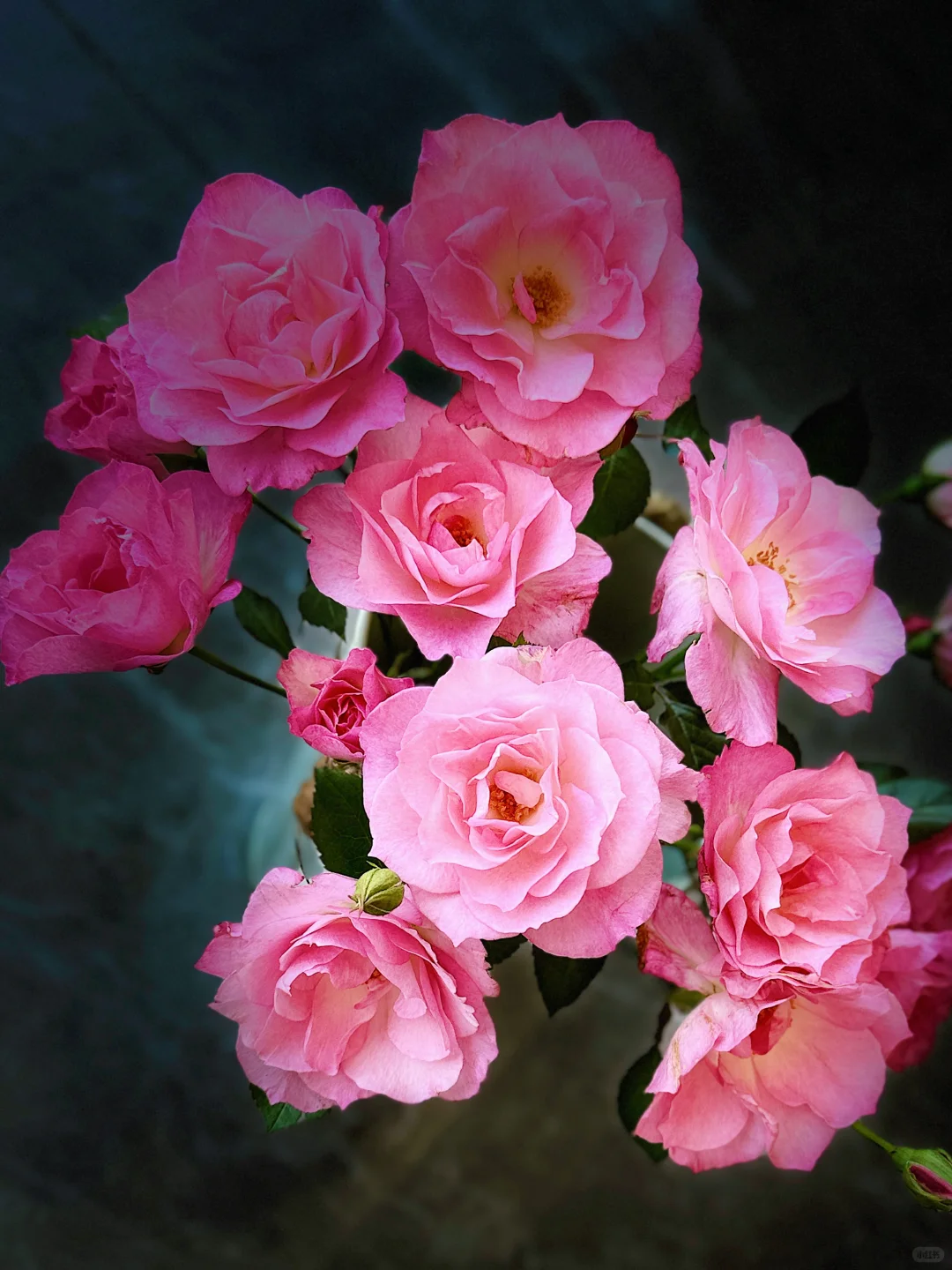 元春｜娇艳欲滴、艳冶无双的大头美人