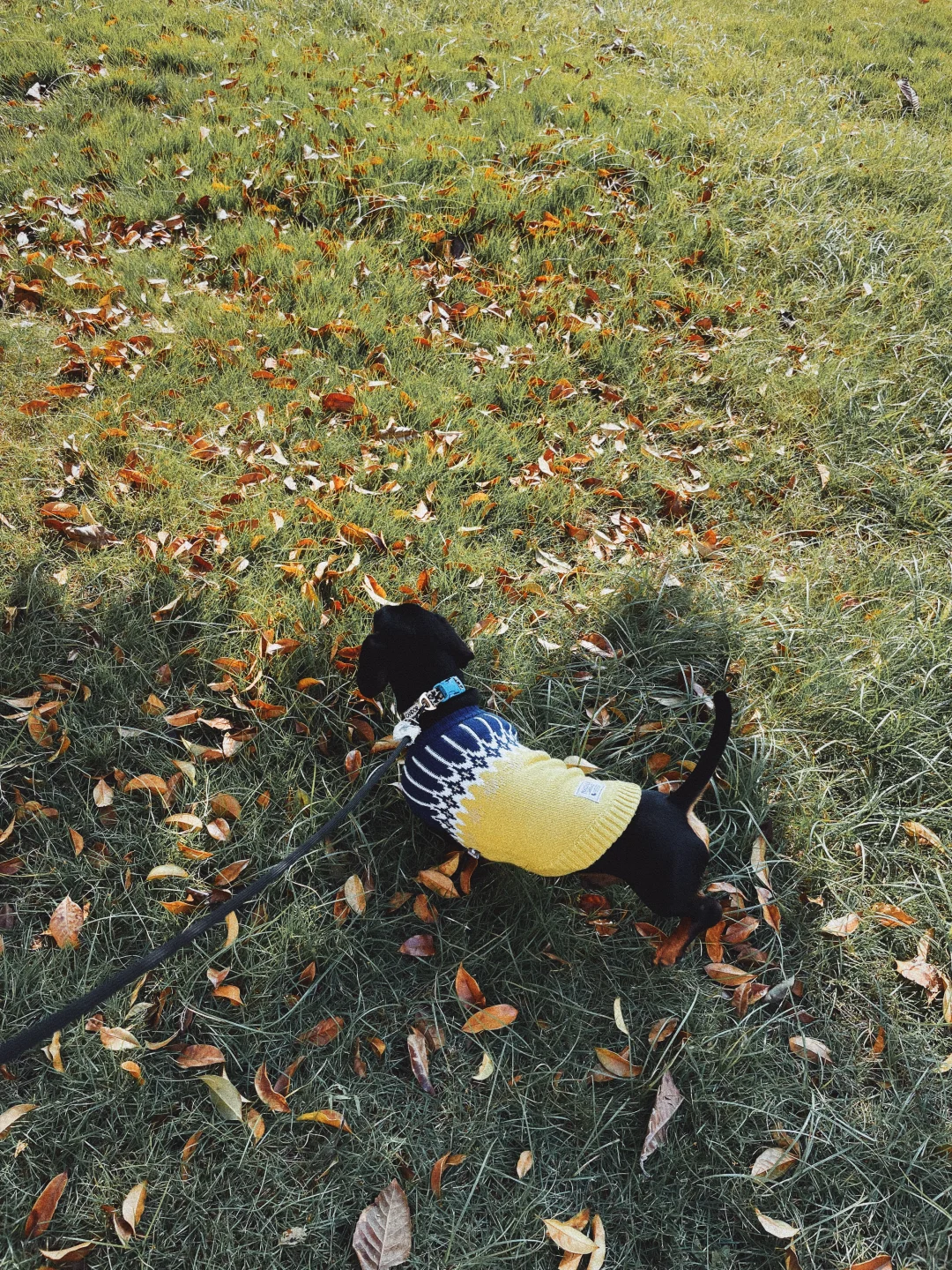 黄色娇艳，连体修身