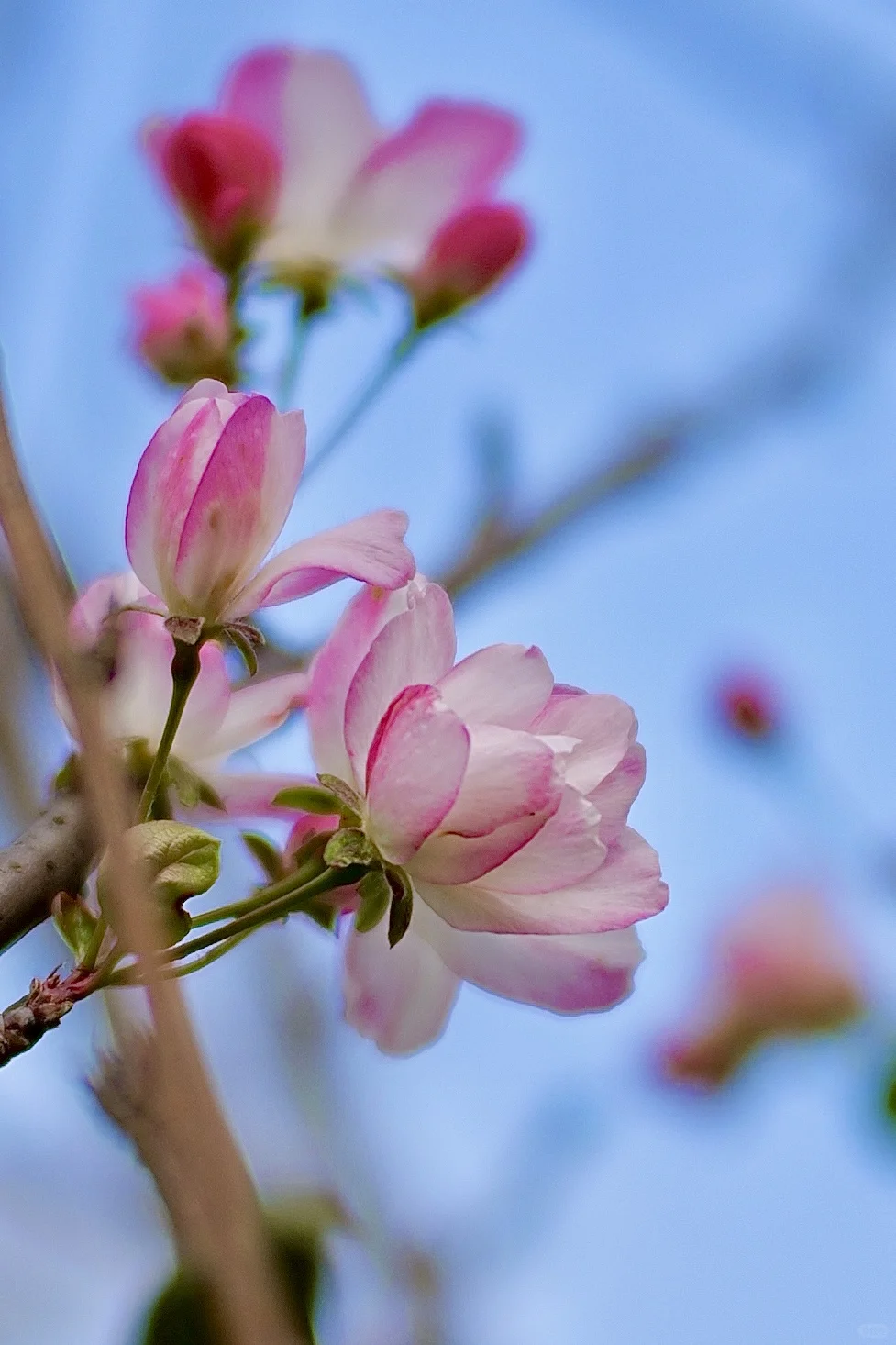 西府海棠｜属于冬日的娇艳