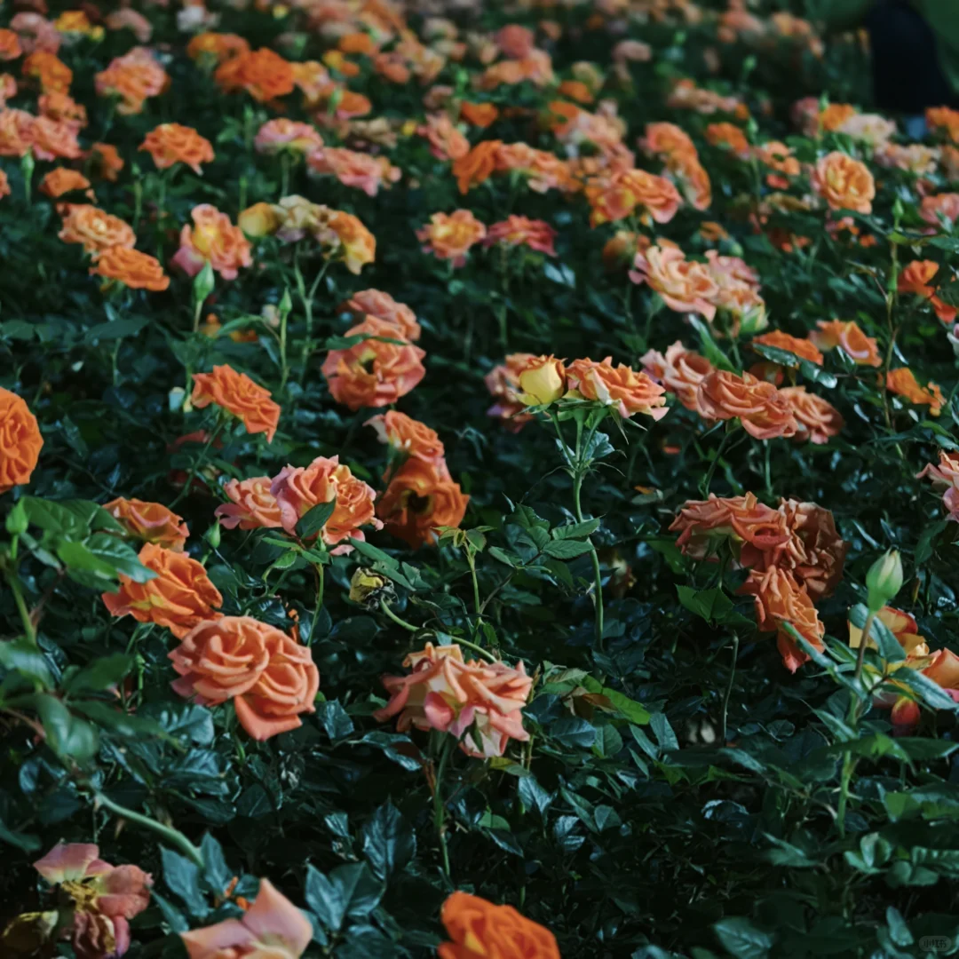 秋日里的咸蛋黄🌇