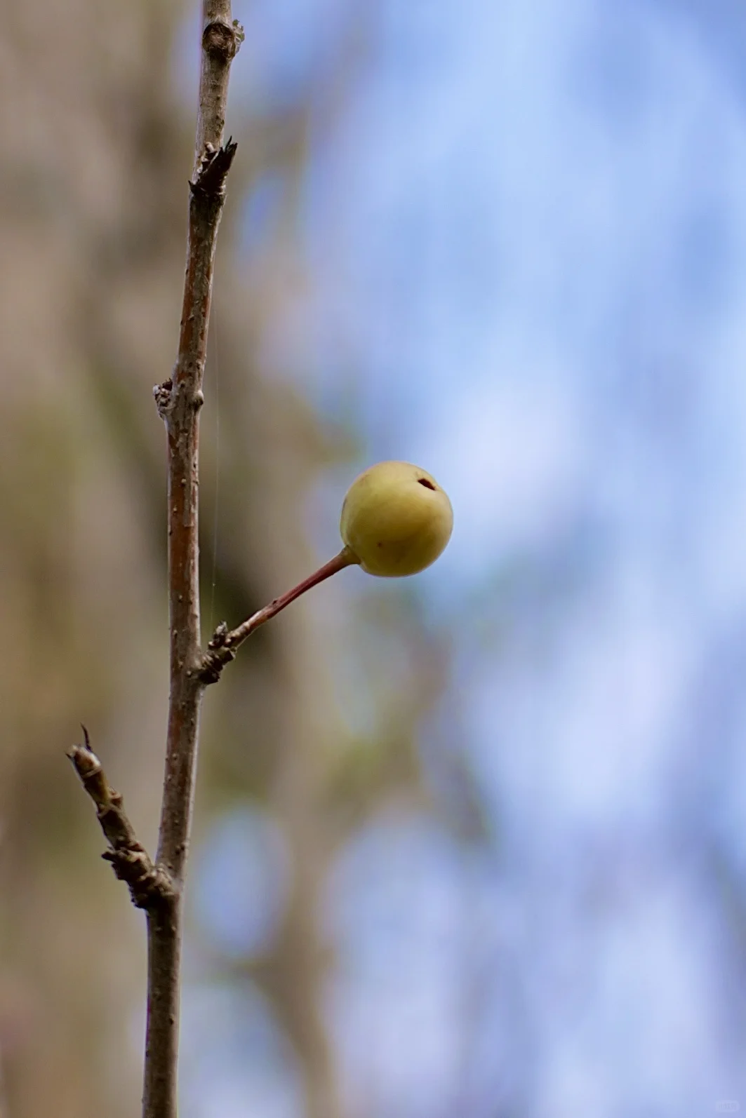 西府海棠｜属于冬日的娇艳