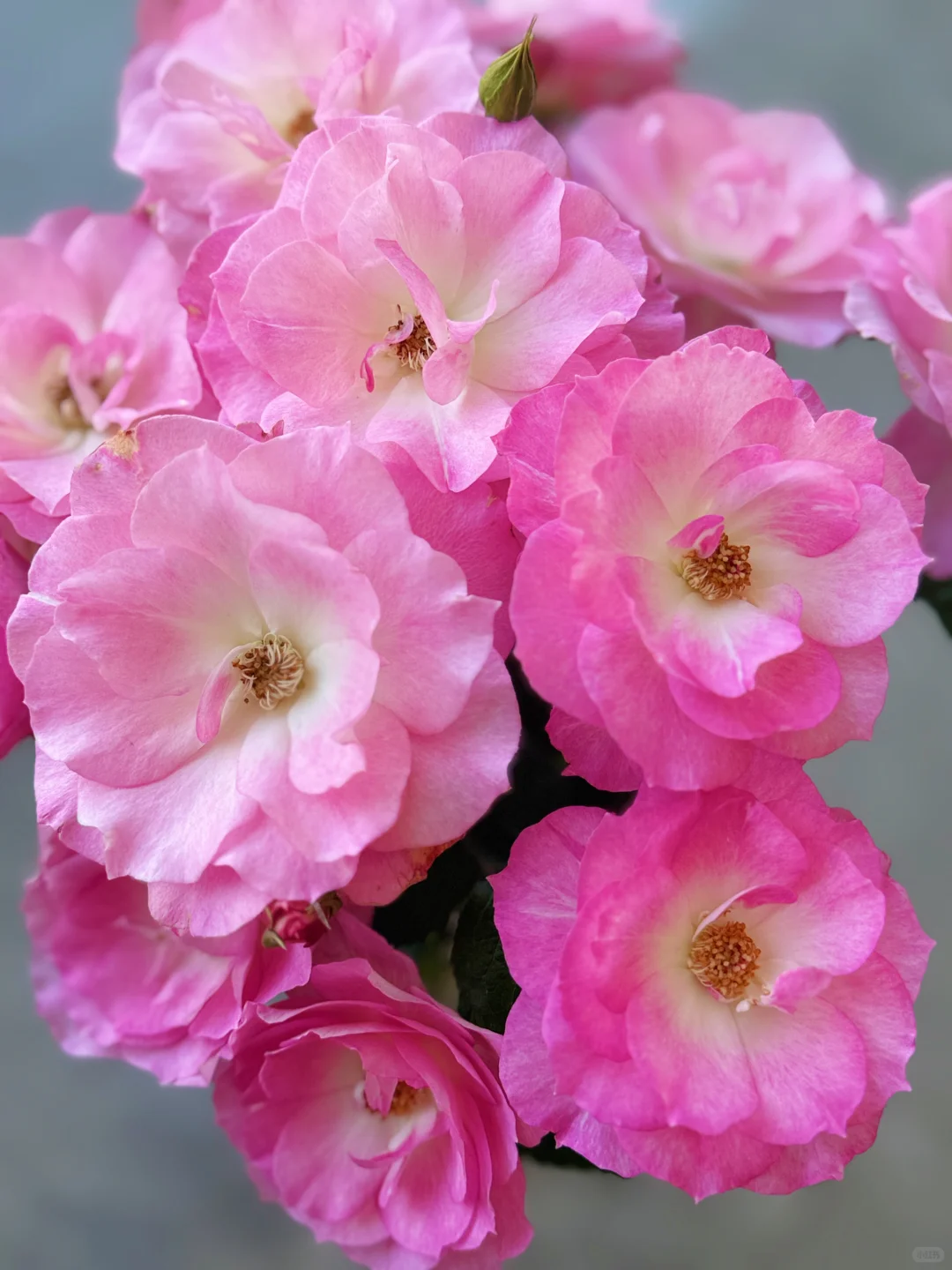 元春｜娇艳欲滴、艳冶无双的大头美人