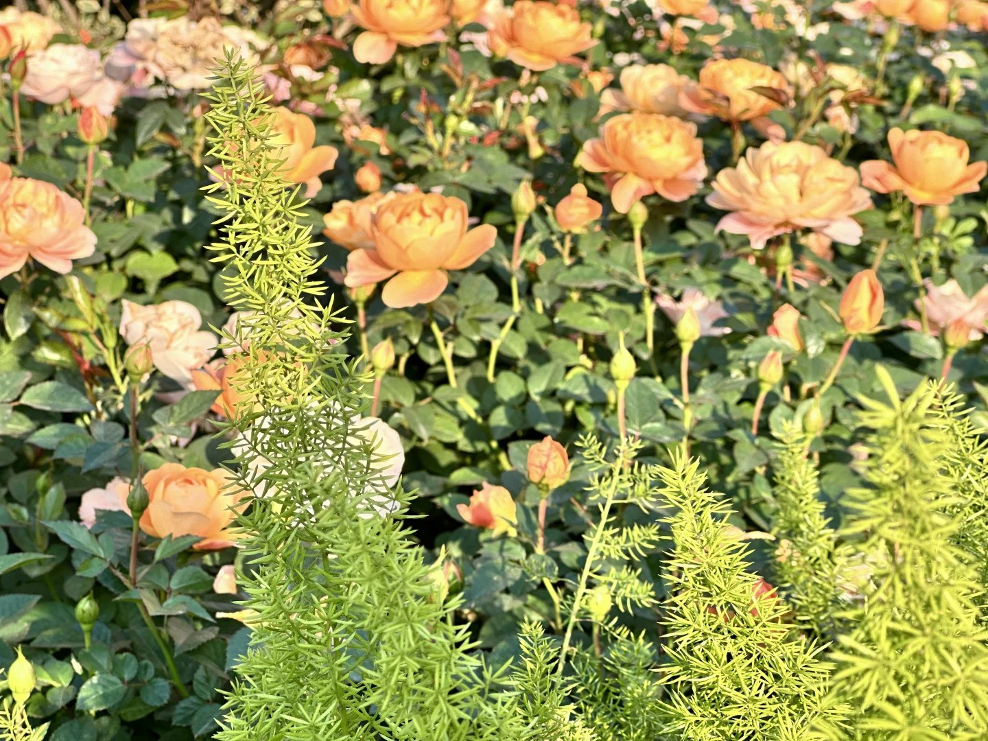 羡慕花开的娇艳，却达不到这个高度