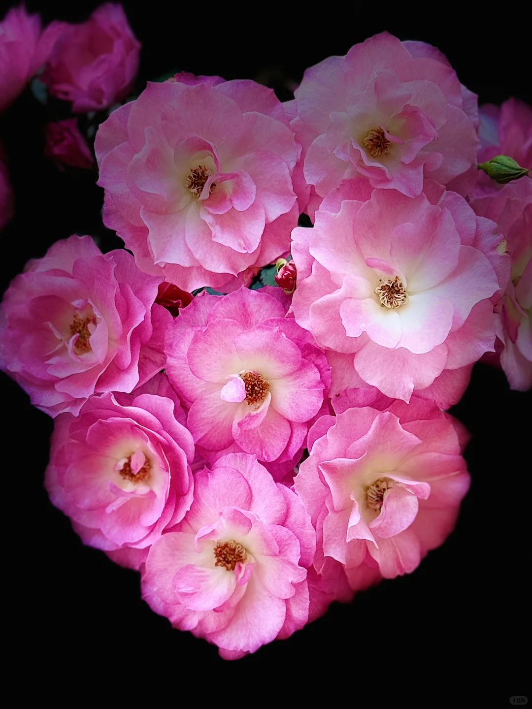 元春｜娇艳欲滴、艳冶无双的大头美人