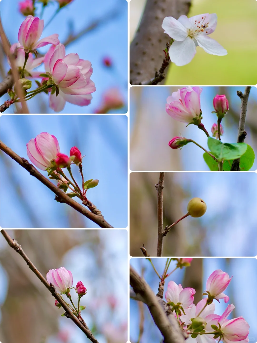 西府海棠｜属于冬日的娇艳