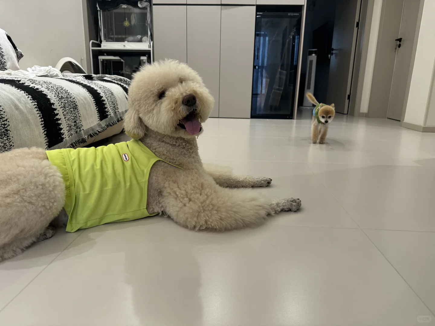 成都寄养 | 最萌海拔差🐾