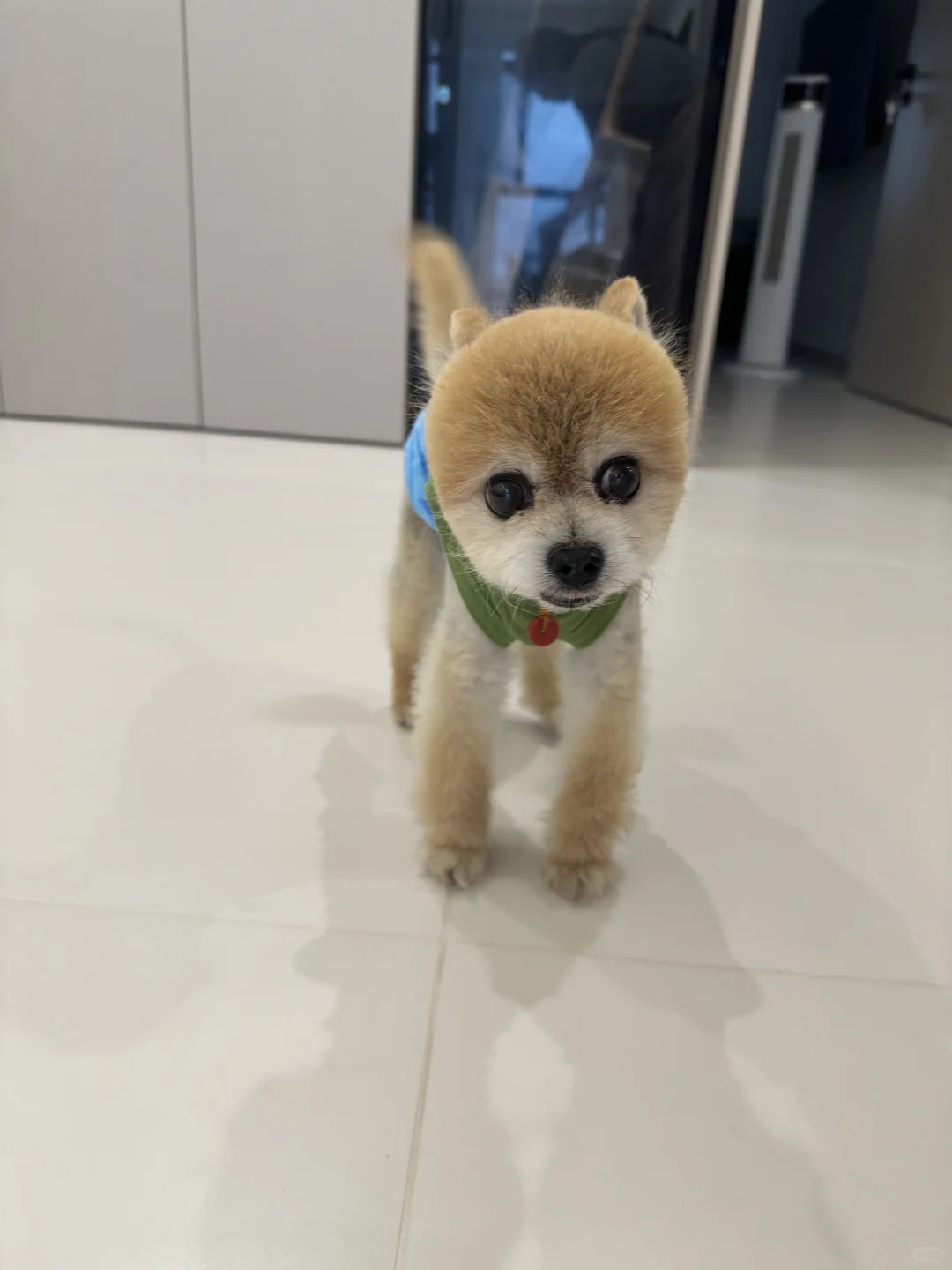 成都寄养 | 最萌海拔差🐾