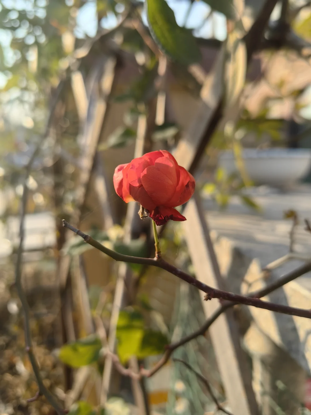 冬日还要数朕的橙妃最娇艳