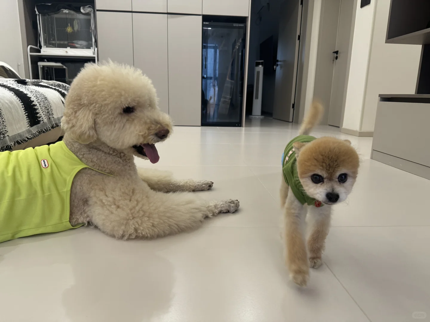 成都寄养 | 最萌海拔差🐾