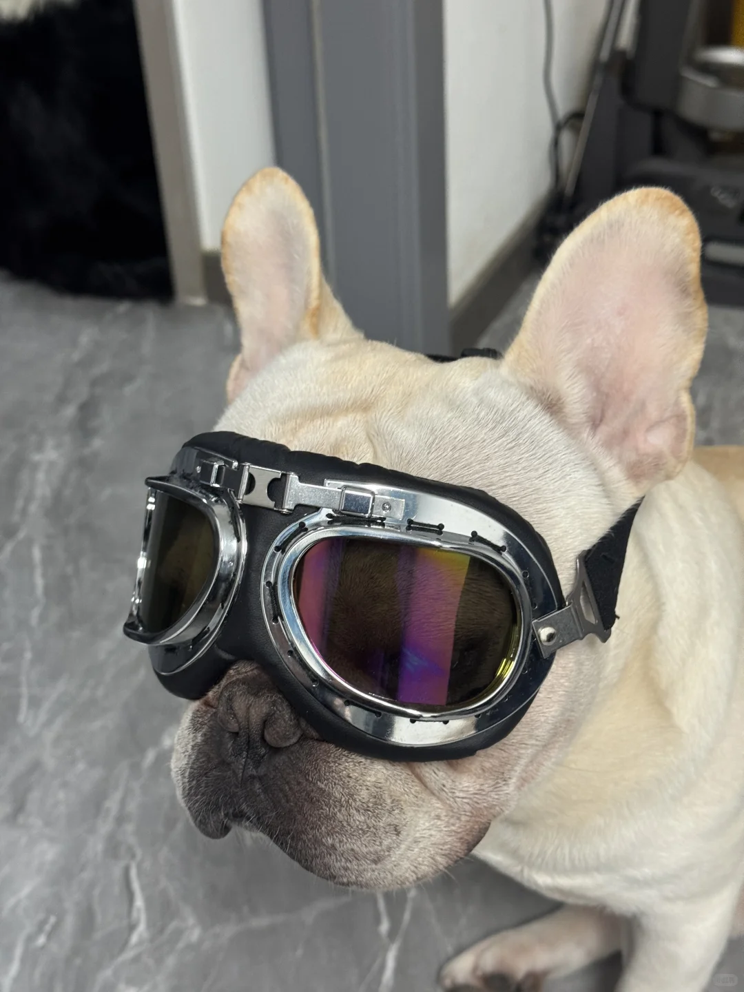 本斗出门撩妹了