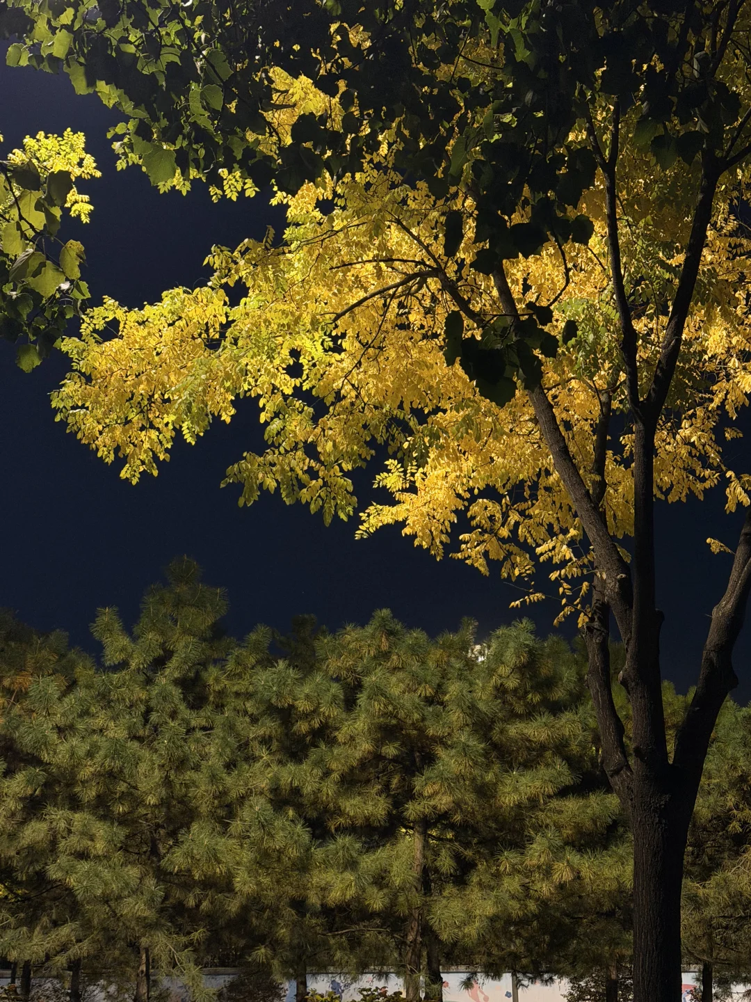 纪念每一个死去又鲜活的夏天