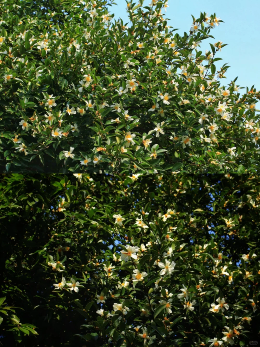 明媚娇艳的白色油茶花