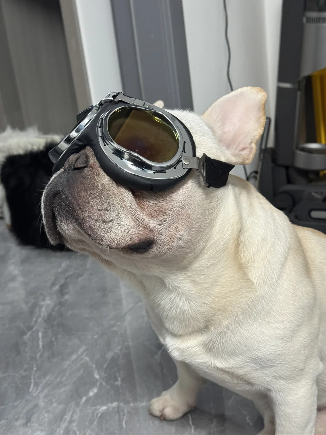 本斗出门撩妹了