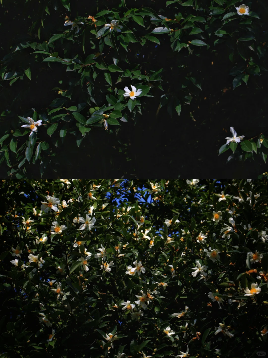 明媚娇艳的白色油茶花