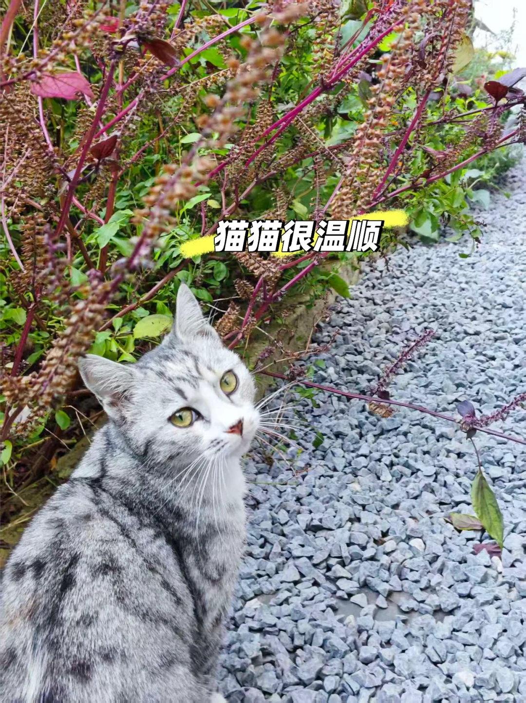 武汉金银湖自习室带院子撸猫读书🉑太爽了