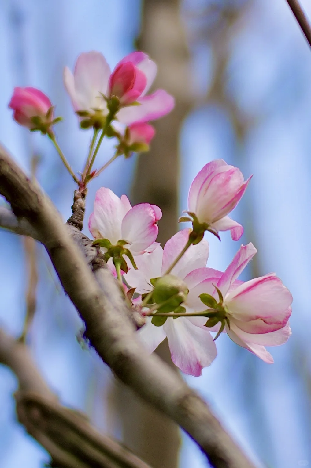 西府海棠｜属于冬日的娇艳