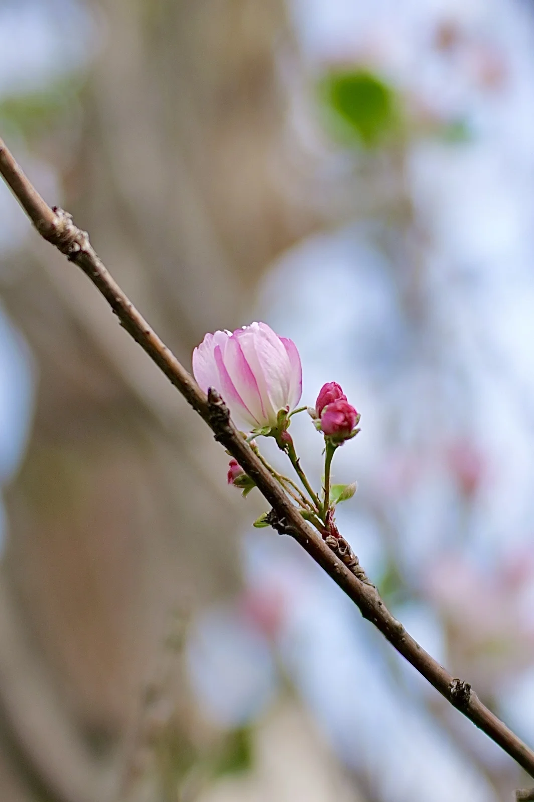 西府海棠｜属于冬日的娇艳