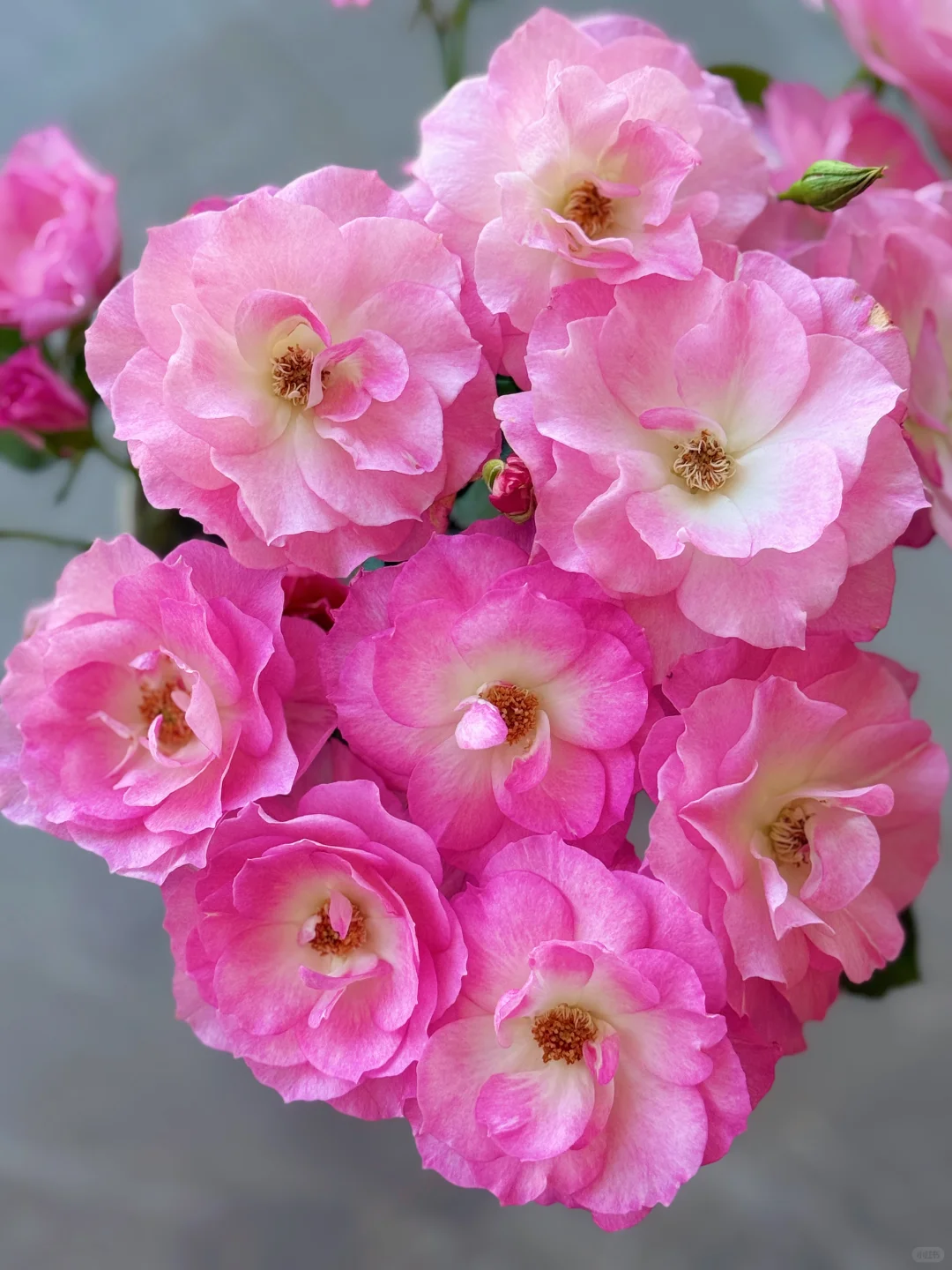 元春｜娇艳欲滴、艳冶无双的大头美人